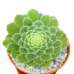 Aeonium tabuliforme