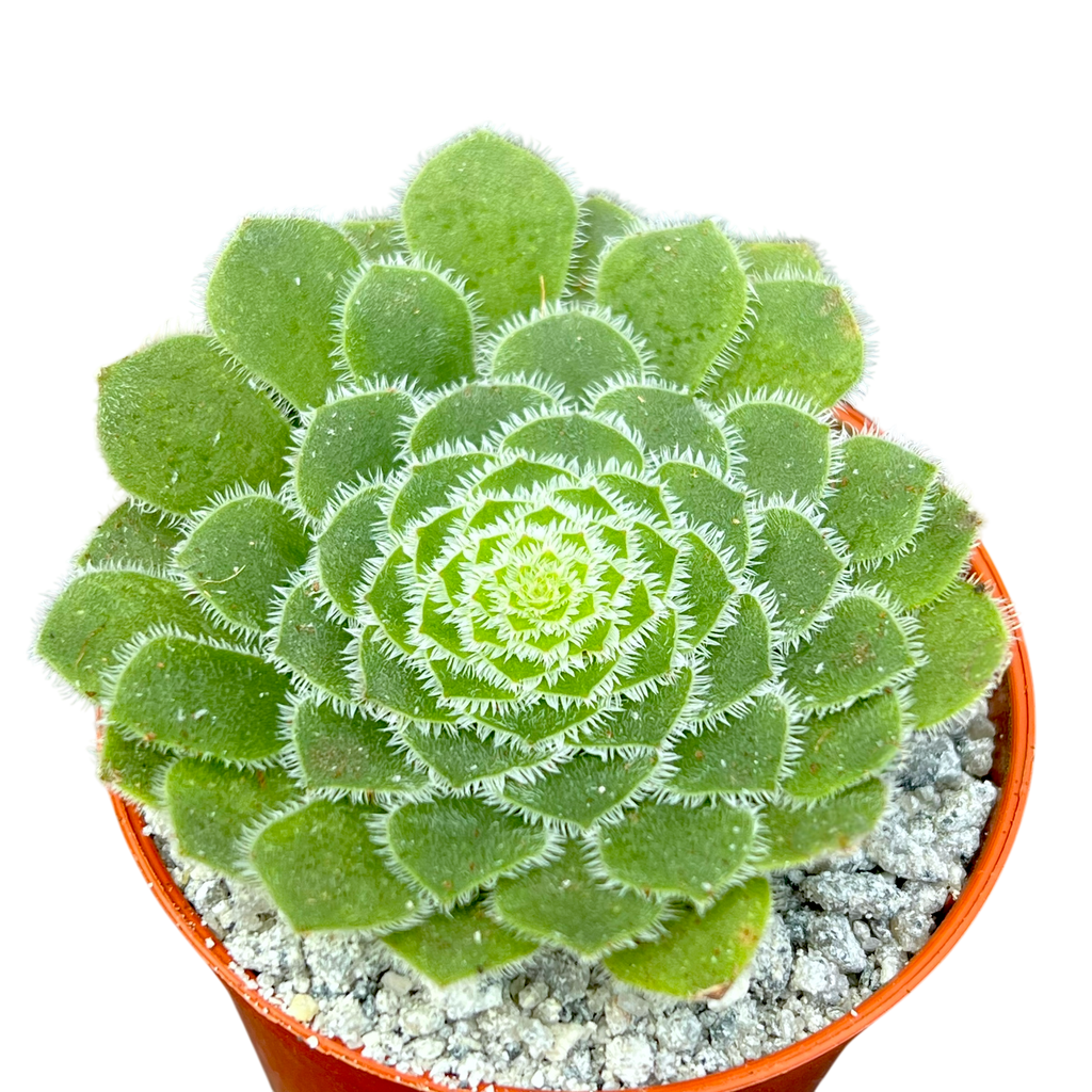 Aeonium tabuliforme