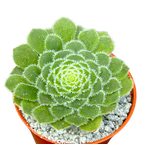 Aeonium tabuliforme