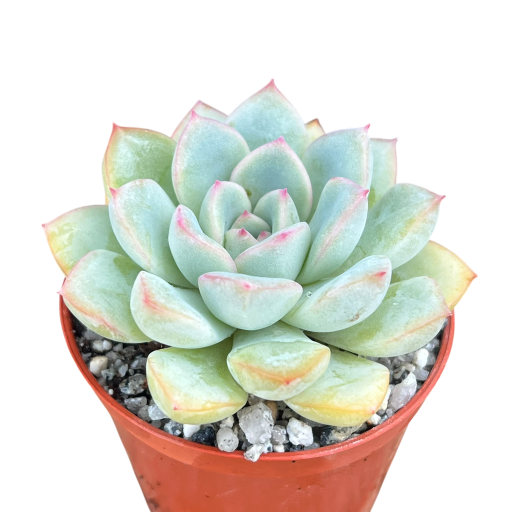 Echeveria 'Apus'