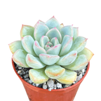 Echeveria 'Apus'