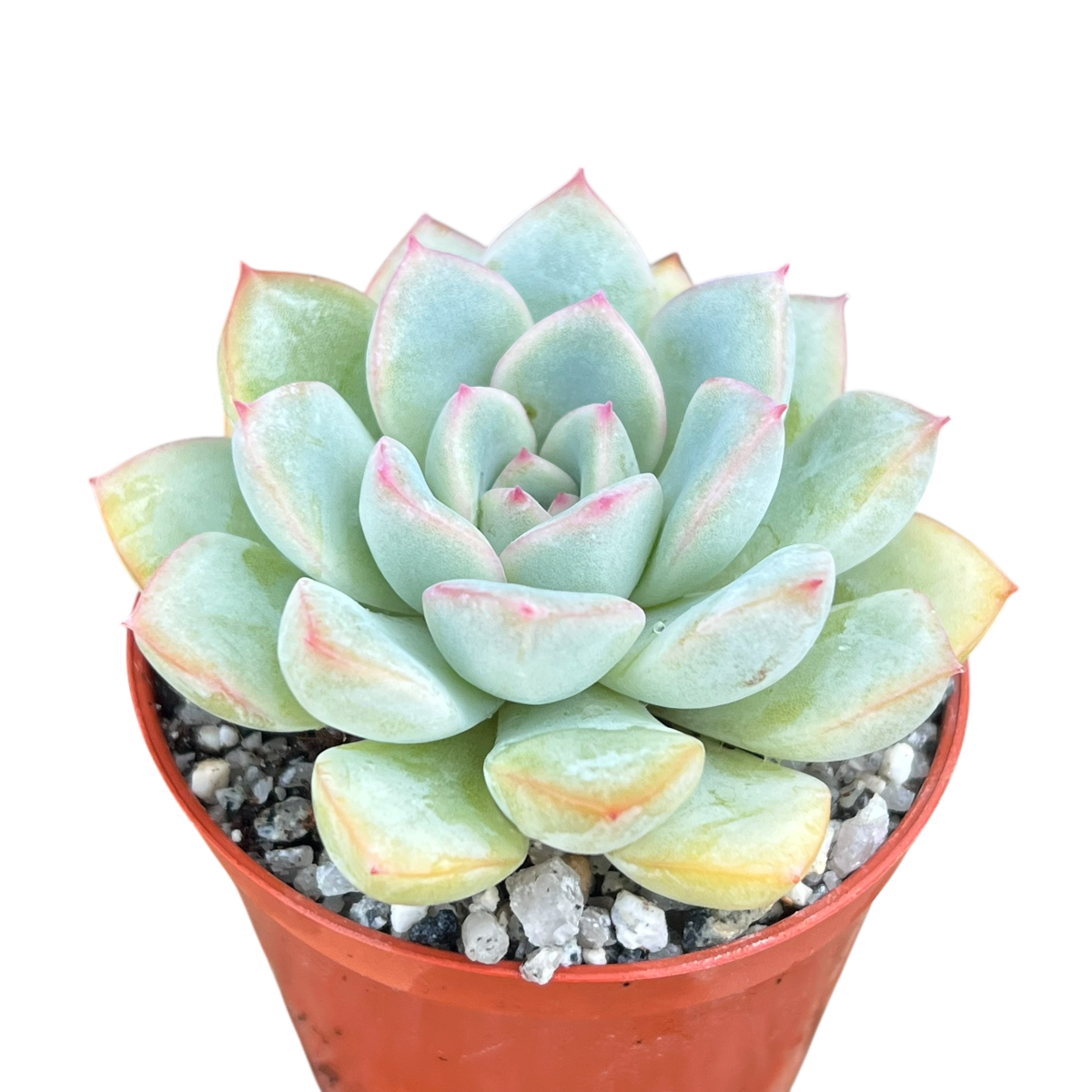 Echeveria 'Apus'