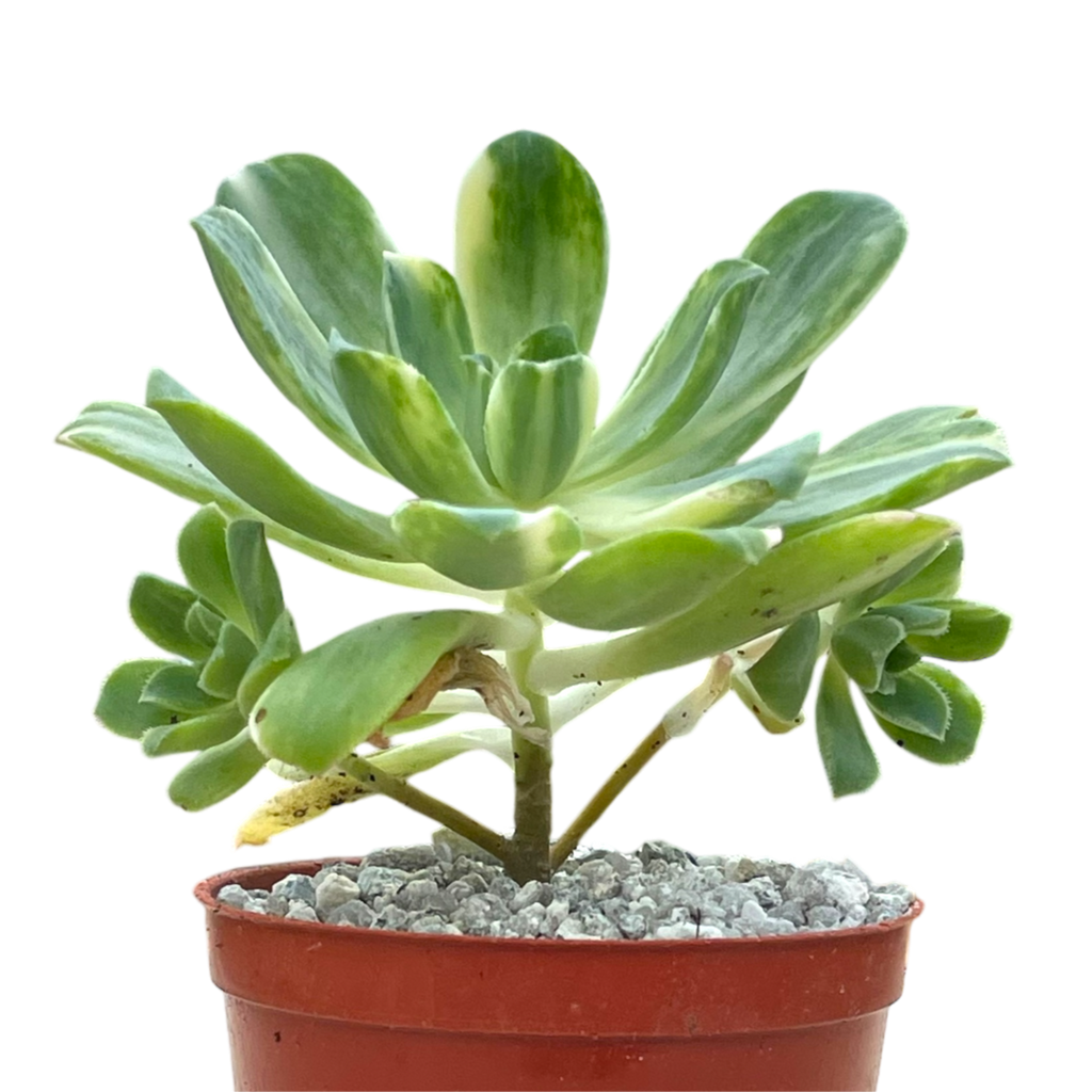 Aeonium 'Suncup'