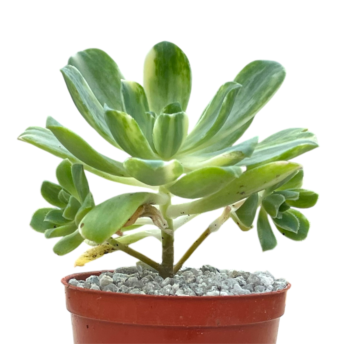 Aeonium 'Suncup'