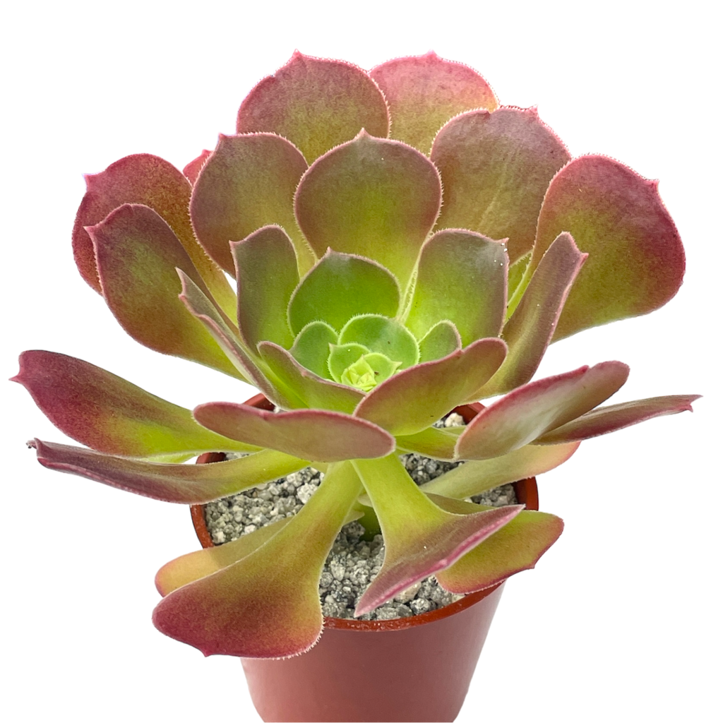 Aeonium 'Blushing Beauty'