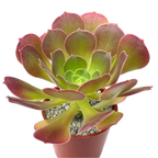 Aeonium 'Blushing Beauty'