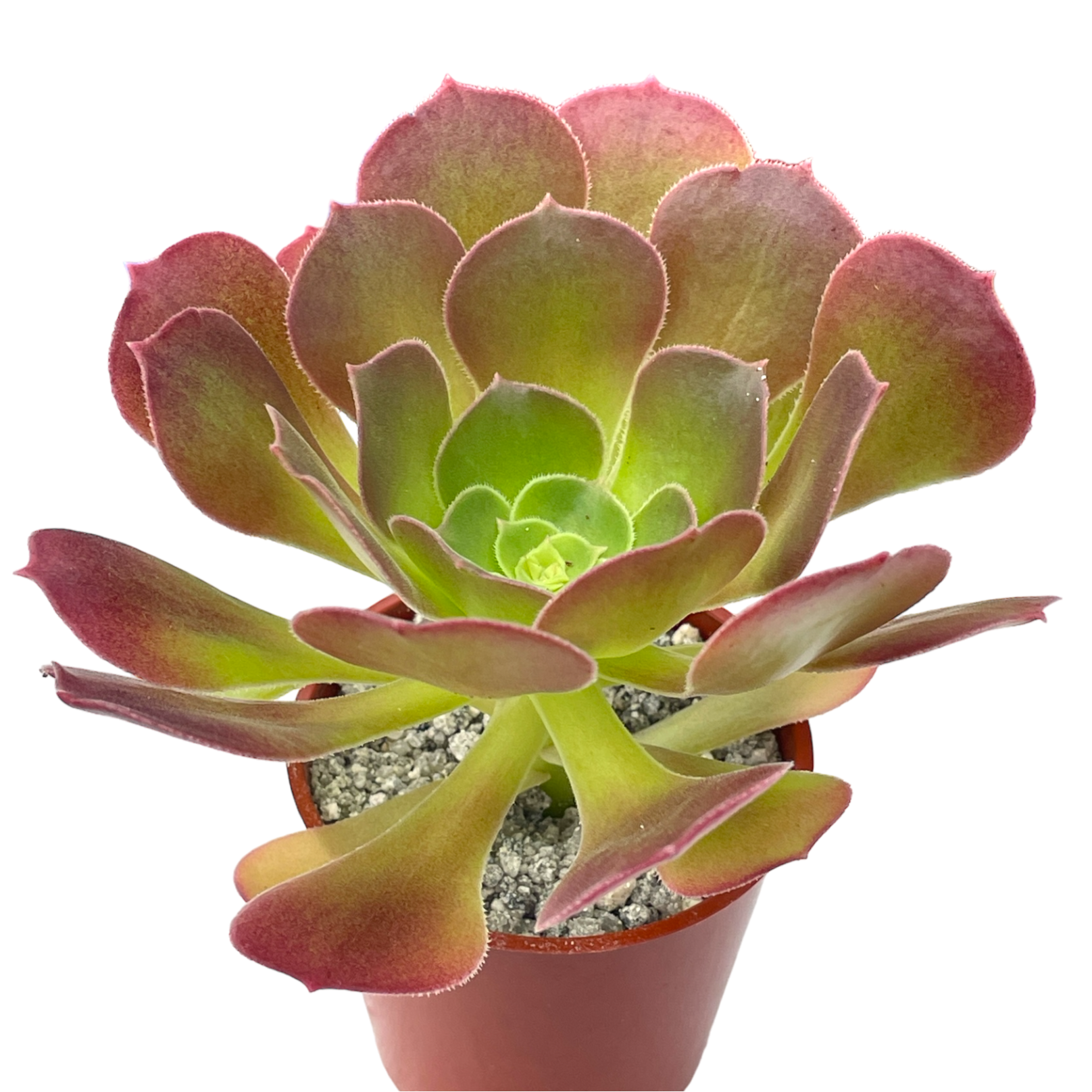 Aeonium 'Blushing Beauty'