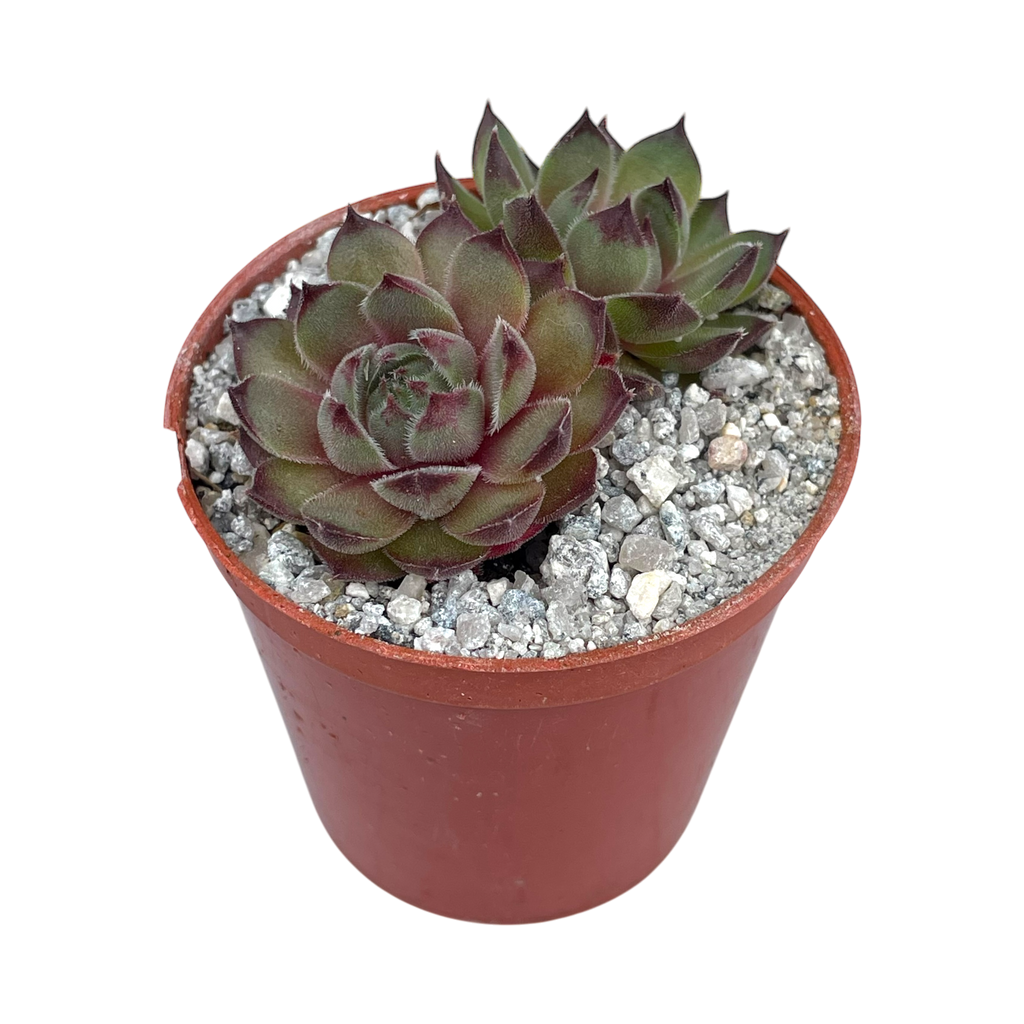 Sempervivum 'Seminole'