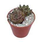Sempervivum 'Seminole'