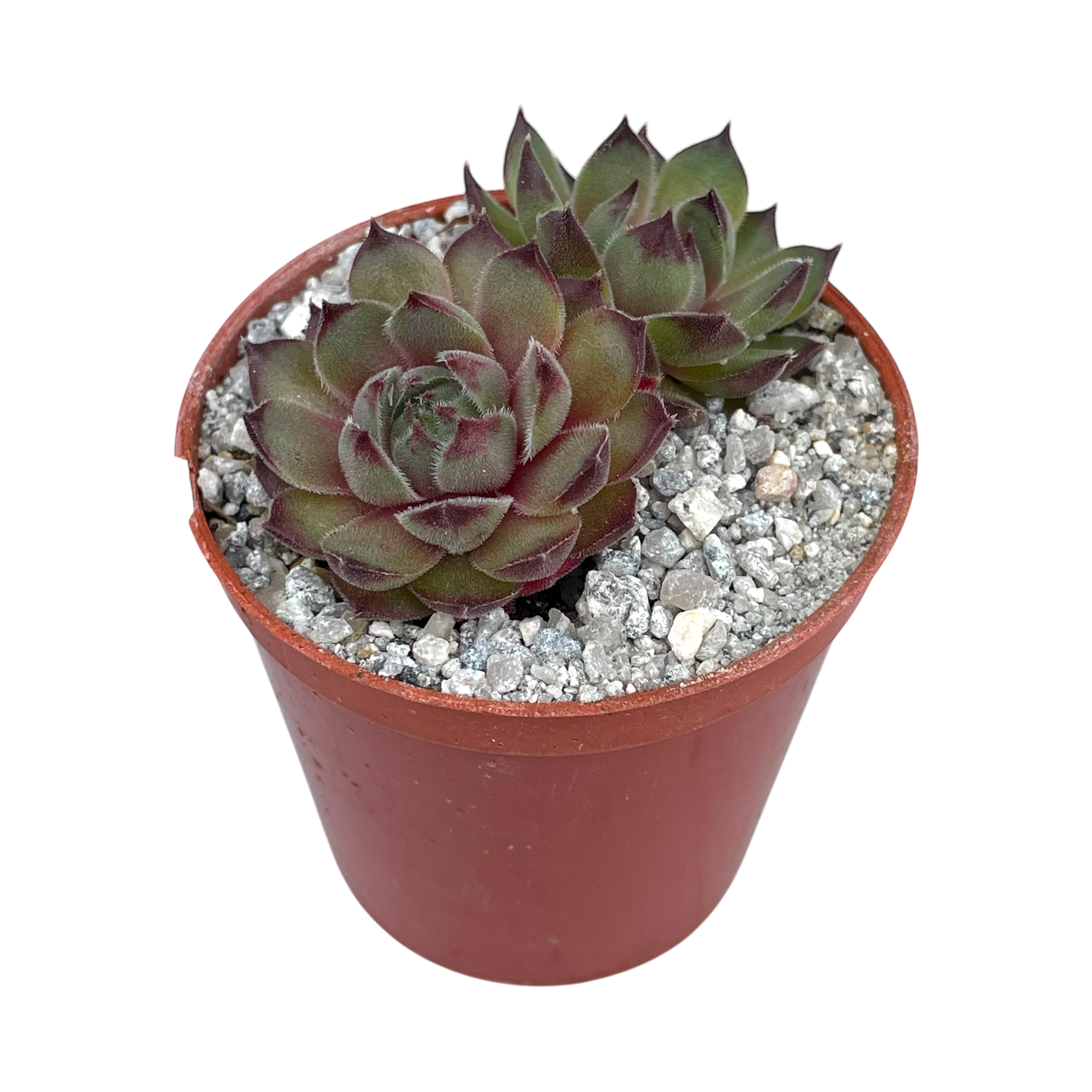 センペルビウム'セミノール' – Surreal Succulents