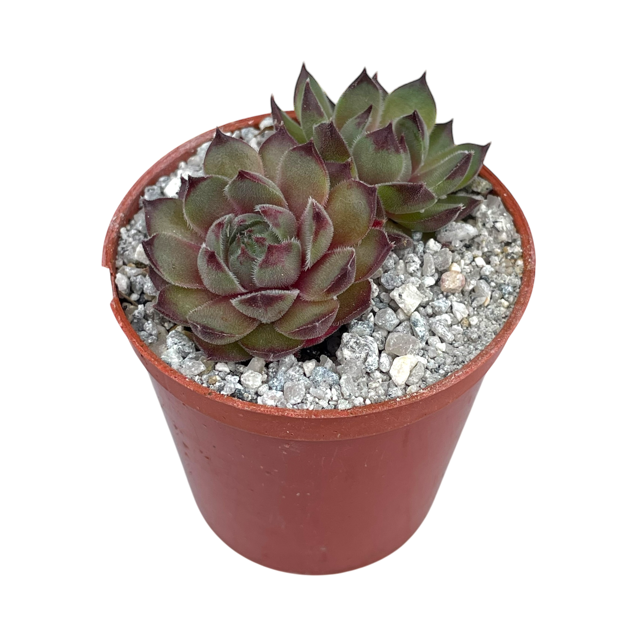 Sempervivum 'Seminole'