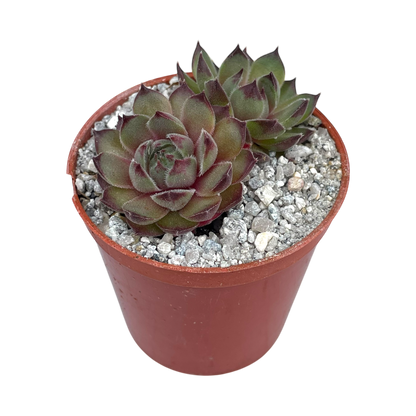 Sempervivum 'Seminole'