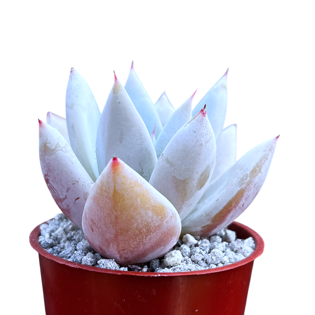 Echeveria 'Mexican Giant'
