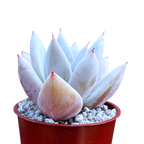 Echeveria 'Mexican Giant'