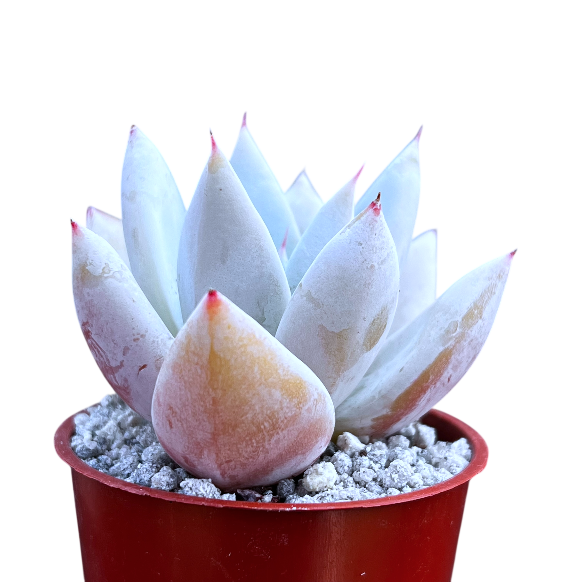 Echeveria 'Mexican Giant'