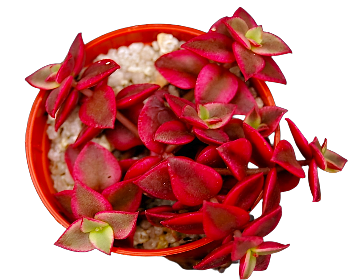 Crassula pellucida ssp. marginalis variegata