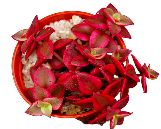 Crassula pellucida ssp. marginalis variegata