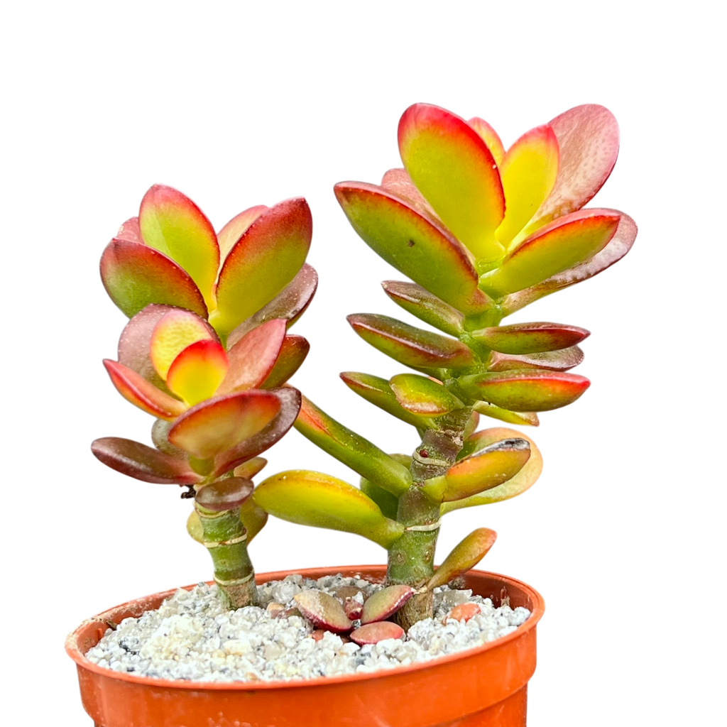 Crassula ovata minima