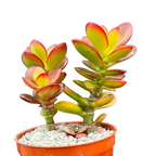 Crassula ovata minima