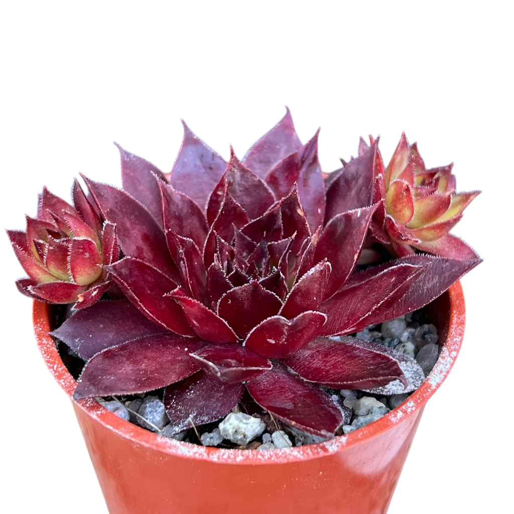 Sempervivum 'Solar'