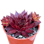 Sempervivum 'Solar'