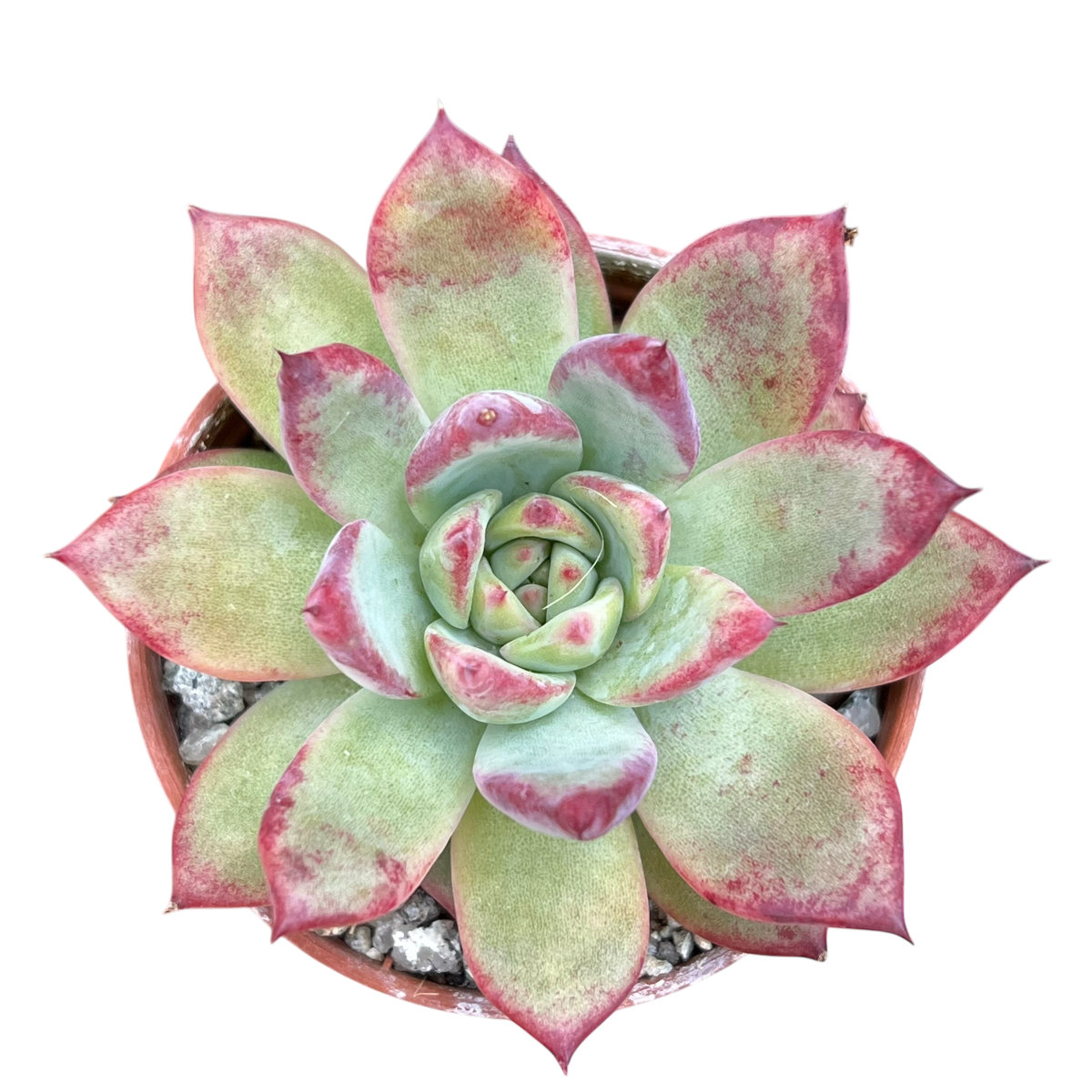 Echeveria 'Candy Crush'