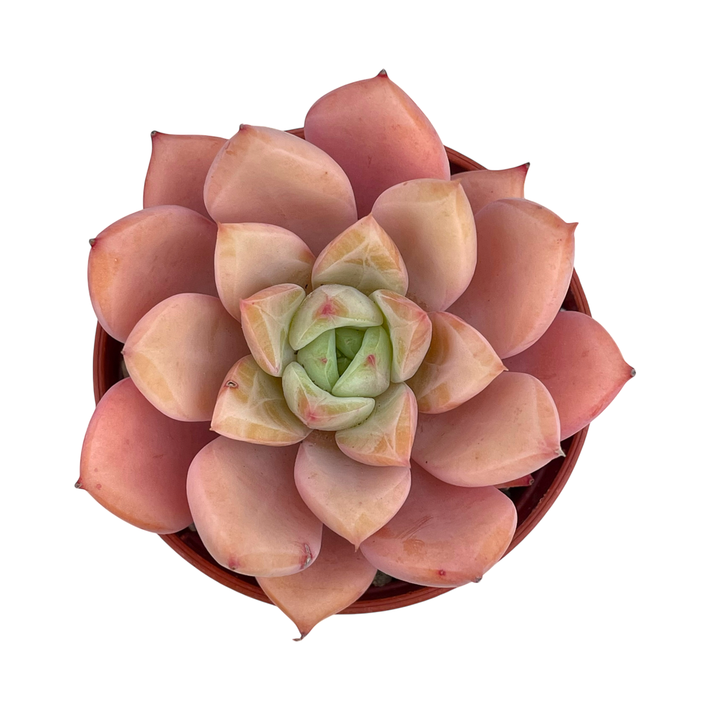 x Graptoveria 'Nyla Blue'