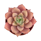 x Graptoveria 'Nyla Blue'