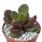 Crassula clavata