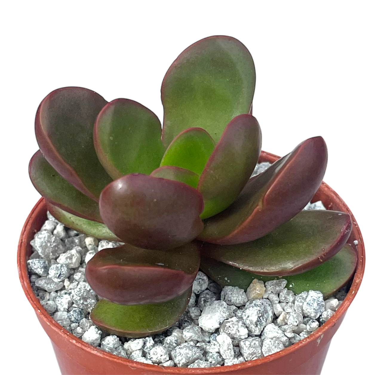 Crassula clavata