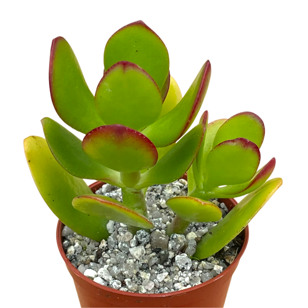 Crassula ovata | Jade Plant