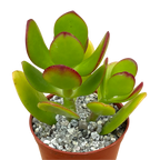 Crassula ovata | Jade Plant
