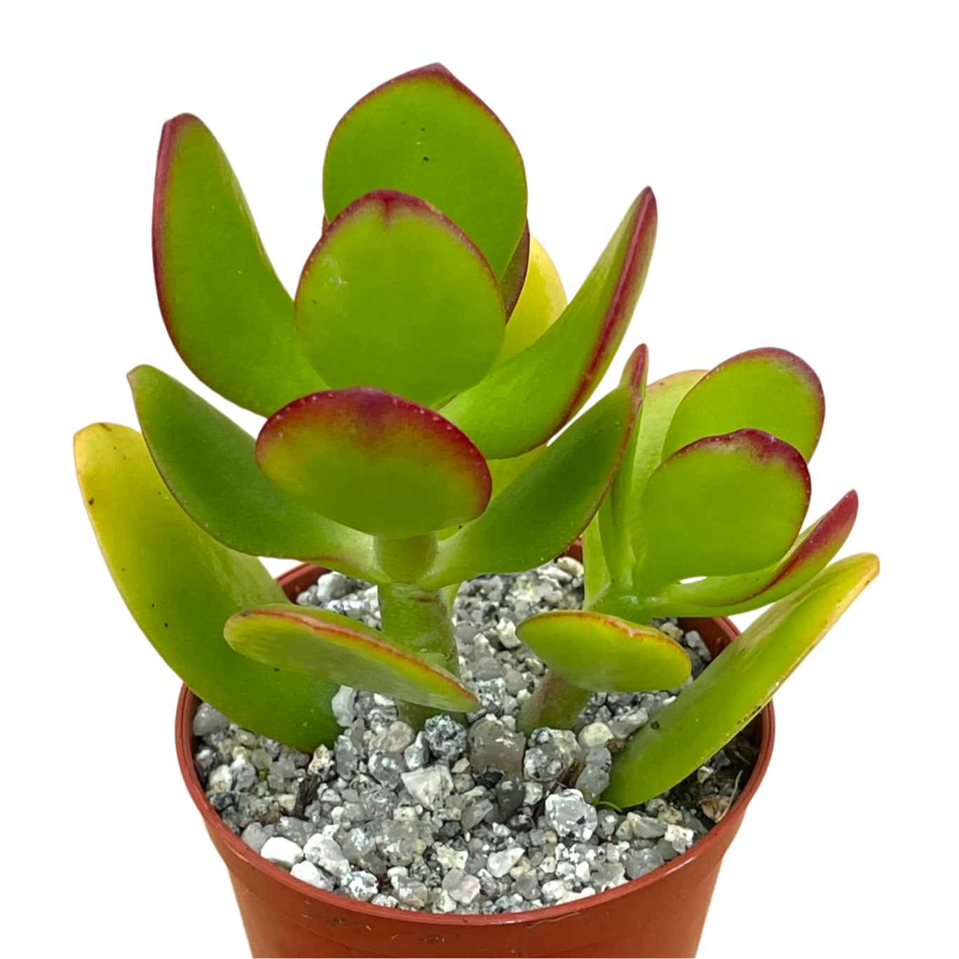 Crassula ovata | Jade Plant