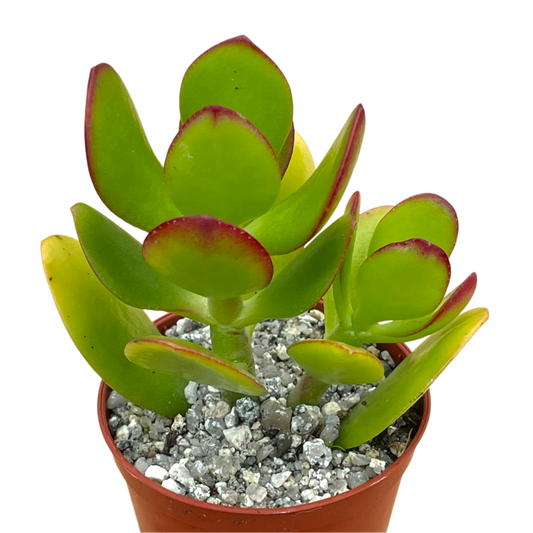 Crassula ovata 'Jade Plant'