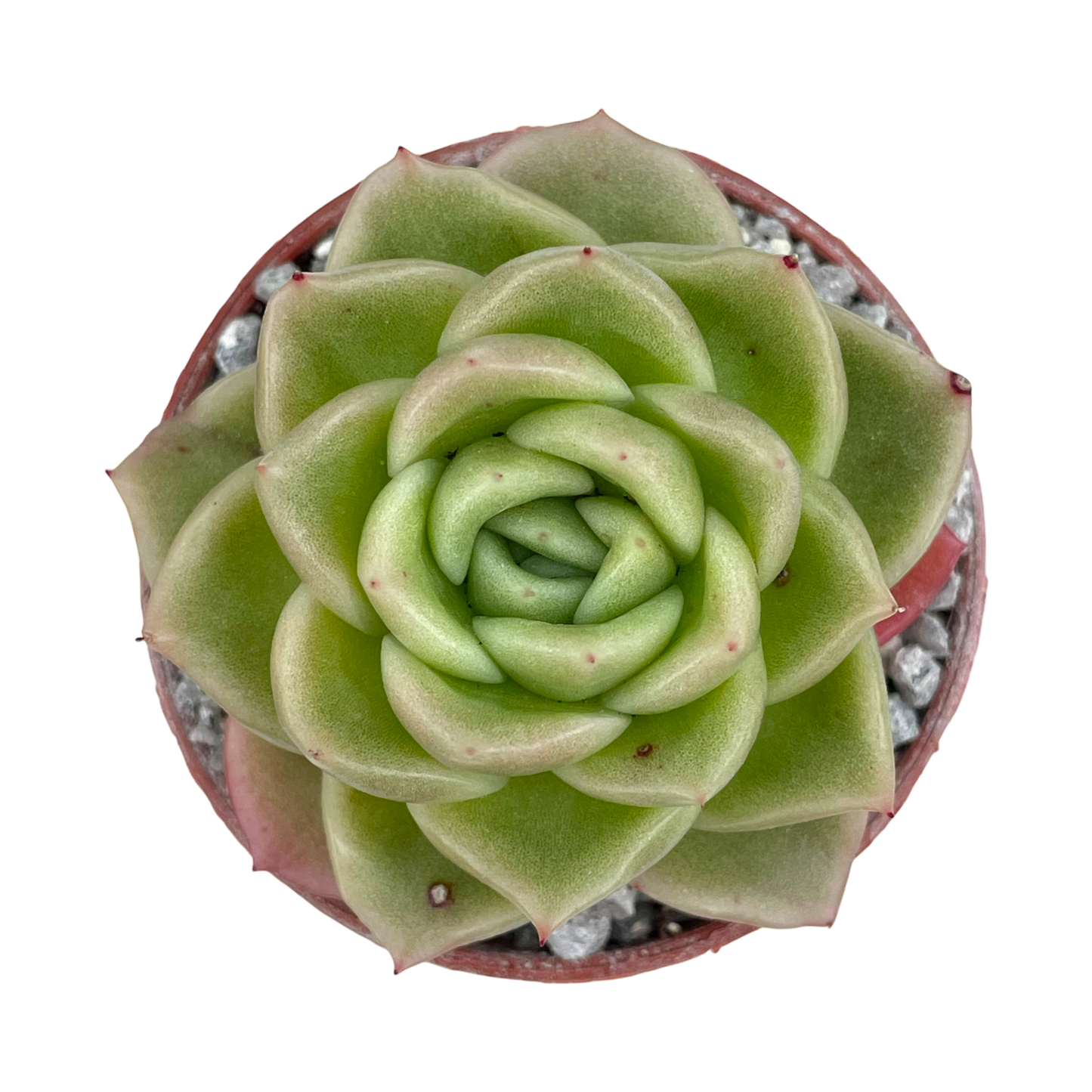 Echeveria 'Crystal Maze'