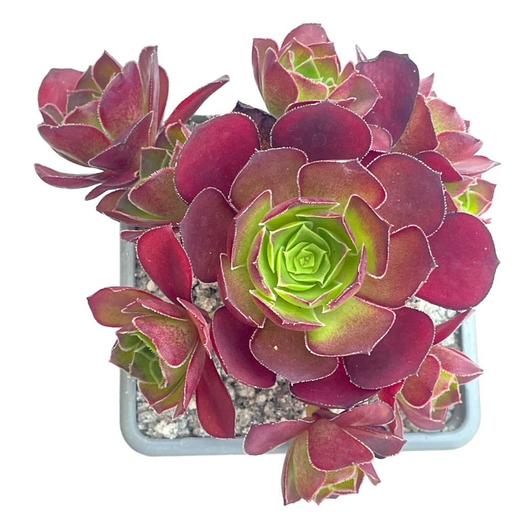 Aeonium 'Dynamite'