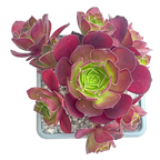 Aeonium 'Dynamite'