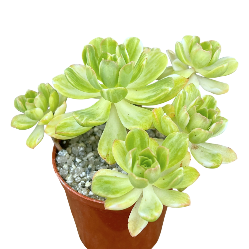 Aeonium 'Suncup'