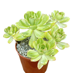 Aeonium 'Suncup'