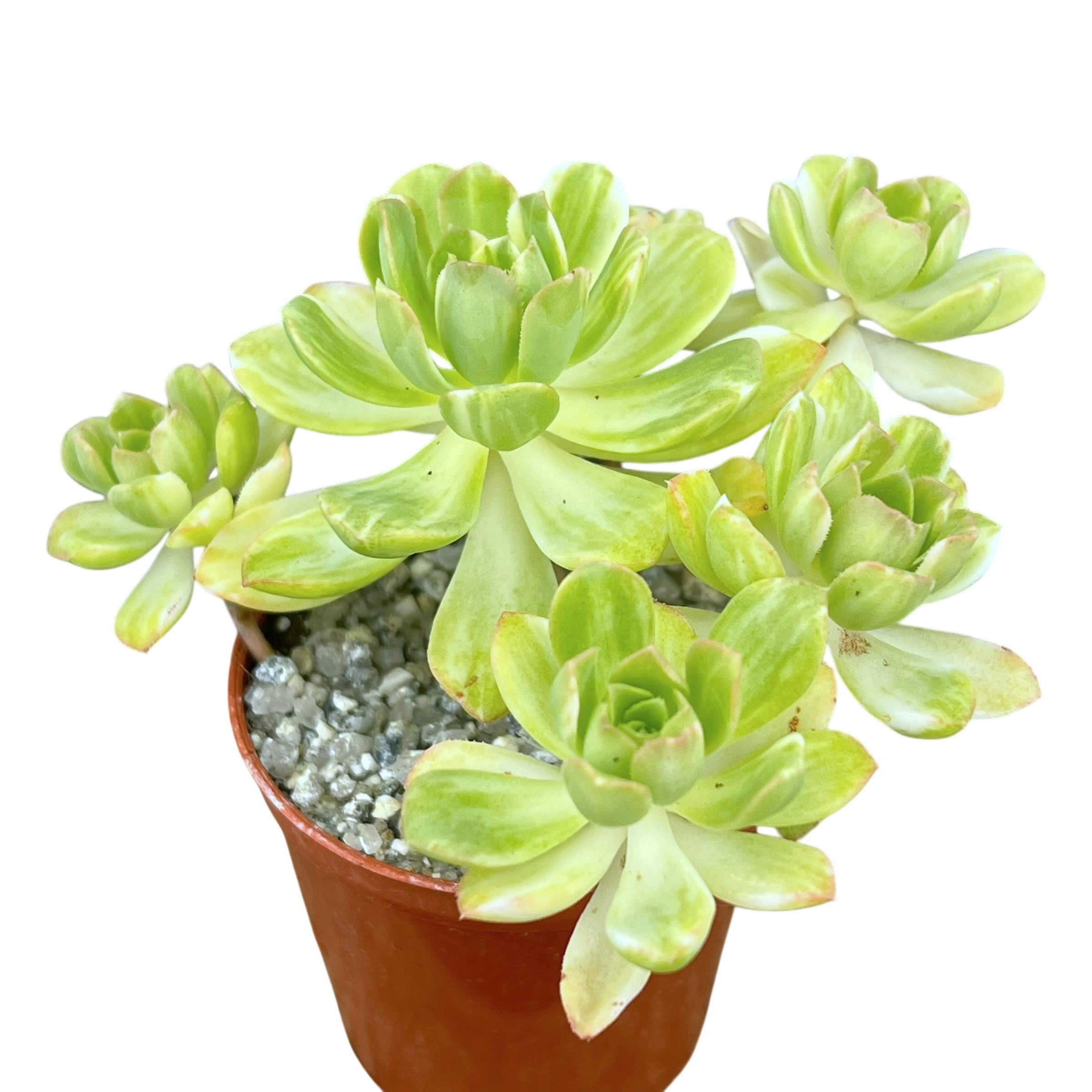 Aeonium 'Suncup'