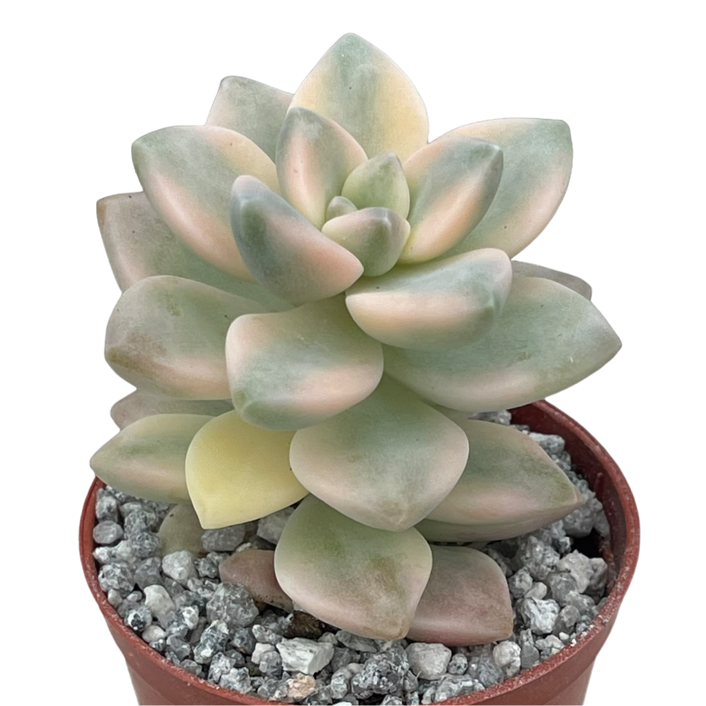 Graptopetalum paraguayense ssp. bernalense variegata