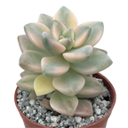 Graptopetalum paraguayense ssp. bernalense variegata