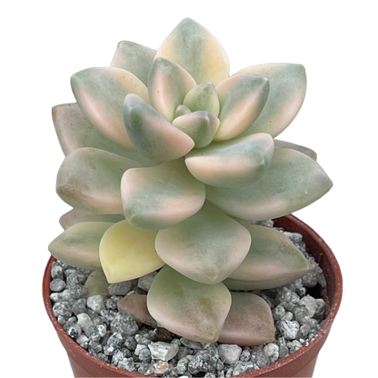 x Graptoveria 'Titubans' f. variegata