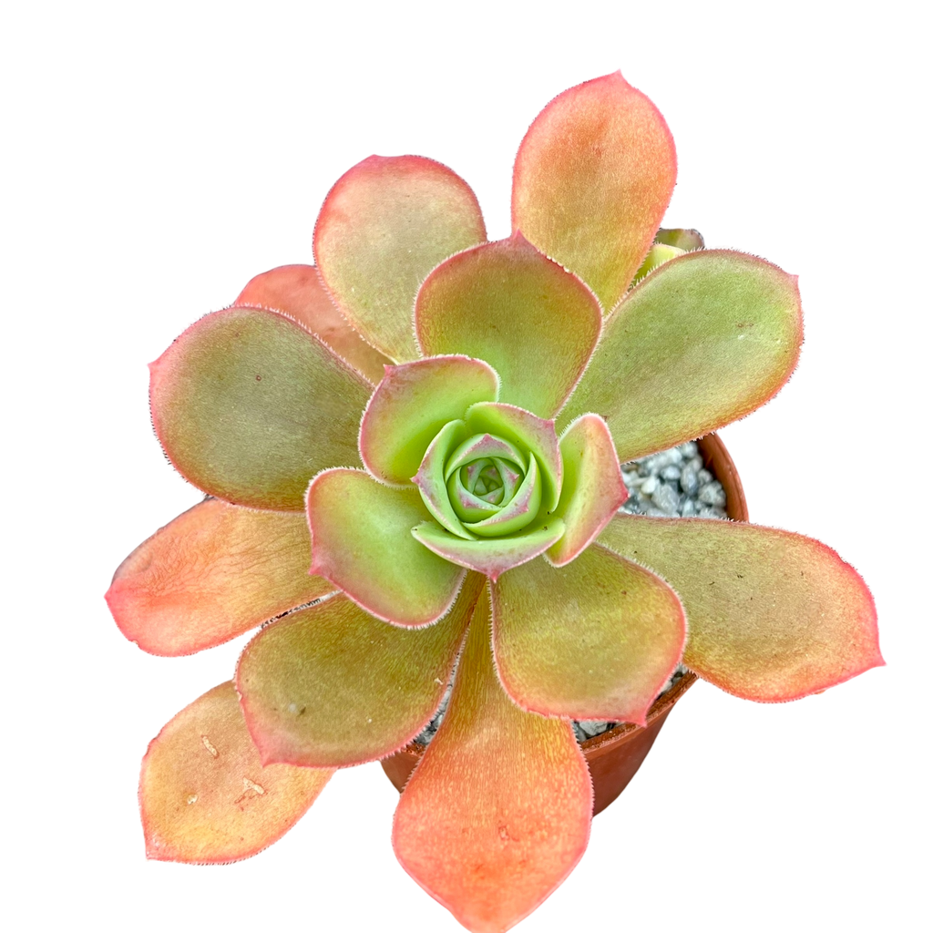 Aeonium gorgoneum