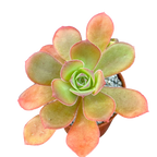 Aeonium gorgoneum