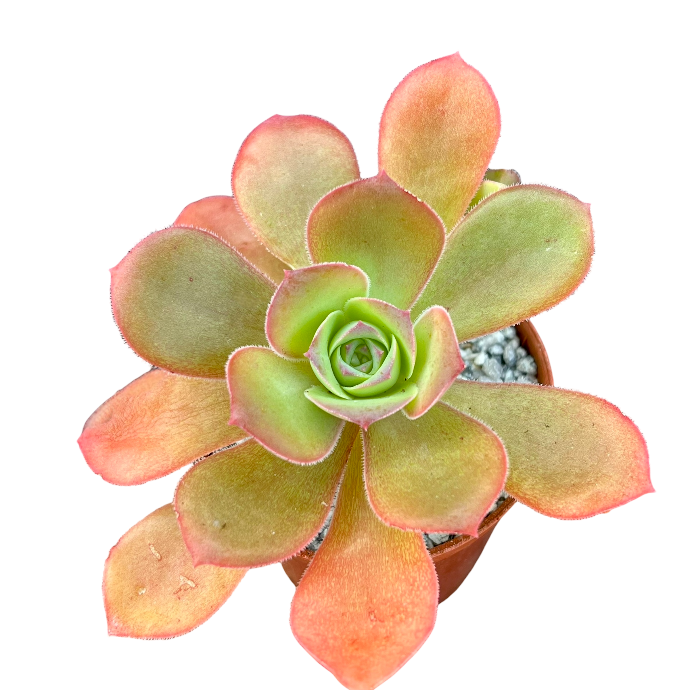Aeonium gorgoneum