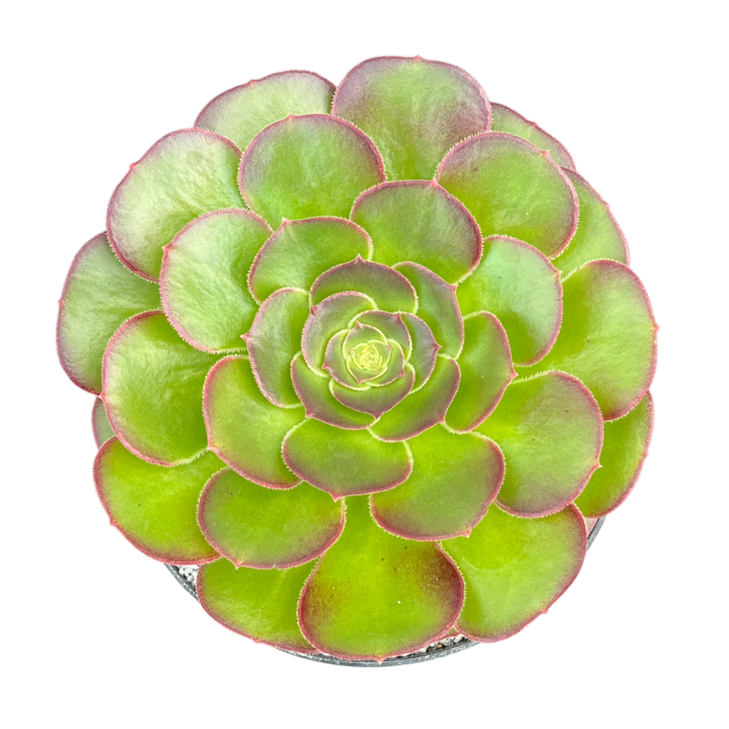 Aeonium 'Durango'