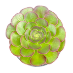 Aeonium 'Durango'