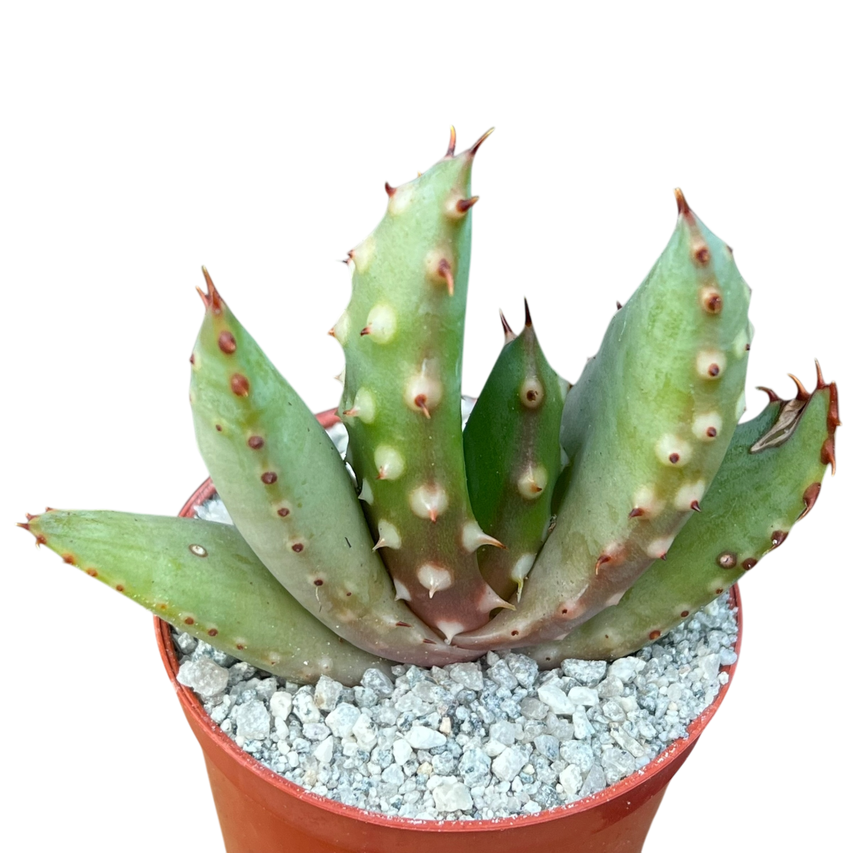 Aloe aculeata