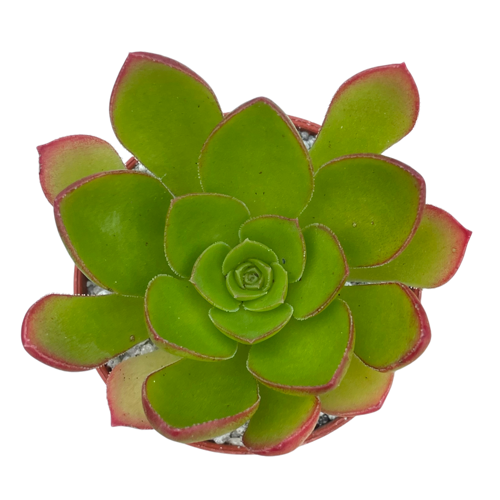 x Semponium 'Diamond'